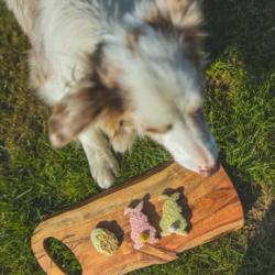 Wielkanocne ciasteczka dla psa 3 szt.     SOMEBUNNY LOVES YOU Easter Box COOKAS COOKIES