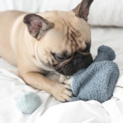 Zabawka węchowa la psa Konewka LAMBWOLF