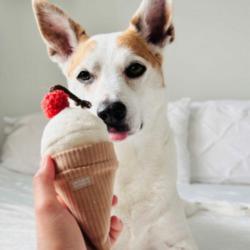 Zabawka węchowa dla psa Lody LAMBWOLF