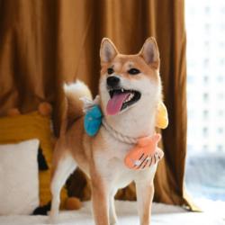 Zabawka dla psa Sznur muszelek Shell      Necklace rope toy HUGSMART