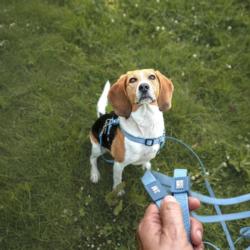 Linka treningowa z rączka 10m niebieska   Matrix 2.0 MAX & MOLLY