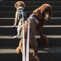 Linka treningowa z rączka 10m niebieska   Matrix 2.0 MAX & MOLLY