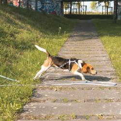 Linka treningowa z rączka 10m niebieska   Matrix 2.0 MAX & MOLLY
