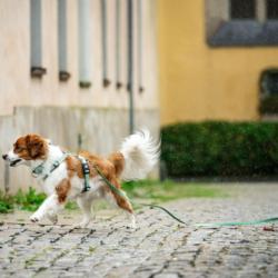 Linka treningowa z rączką 10m zielona     Matrix 2.0 MAX & MOLLY