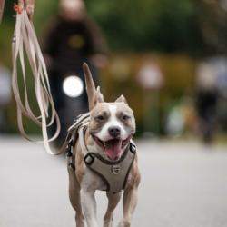 Linka treningowa z rączką 5m beżowa       Matrix 2.0 MAX & MOLLY