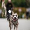 Linka treningowa z rączką 5m beżowa       Matrix 2.0 MAX & MOLLY