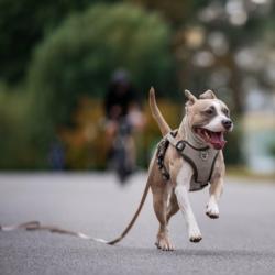 Linka treningowa z rączką 5m beżowa       Matrix 2.0 MAX & MOLLY
