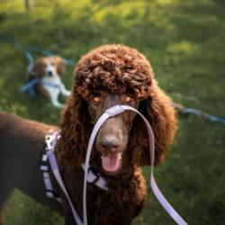 Linka treningowa z rączką 5m czarna        Matrix 2.0 MAX & MOLLY