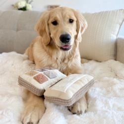 Paletka cieni zabawka węchowa LAMBWOLF