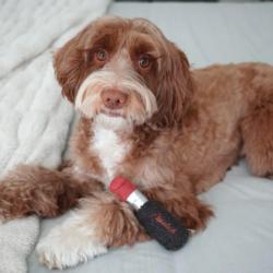 Szminka zabawka LAMBWOLF