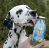 Smoothie Pool Pawty - królik, marchew     i owoce 250 ml SMOOTHIEDOG