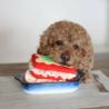 Zabawka węchowa dla psa Lasagna           PUPS&BUBS