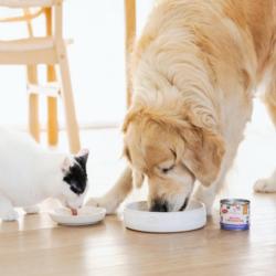 Bulion z wołowiną dla psa i kota 140g     PERRO
