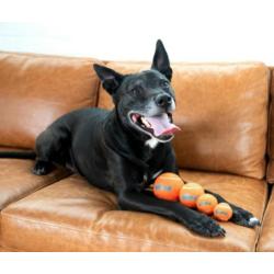 Piłki tenisowe 4szt mix 3,81cm  XS        OUTWARD HOUND