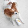 Immune system 50 kaps VET EXPERT