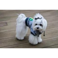 Bluza LOVE szara S BOWL&BONE