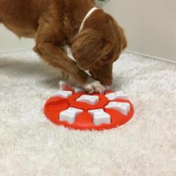 Gra edukacyjna Dog Smart poziom 1 NINA    OTTOSSON