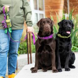 Obroża dla psa Urban Explorer L/XL 50 -   66cm Purple Passion DOG COPENHAGEN