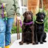 Obroża dla psa Urban Explorer L/XL 50 -   66cm Purple Passion DOG COPENHAGEN