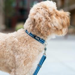 Obroża dla psa Urban Style S 26 - 36cm    Mocca DOG COPENHAGEN