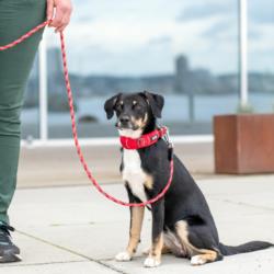 Obroża dla psa Urban Explorer S 34 -      42cm Purple Passion DOG COPENHAGEN