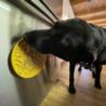 Mata do lizania z przyssawkami Wieloryb   niebieska Whale  SODA PUP