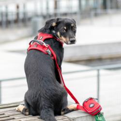 Szelki dla psa Comfort Walk PRO 3.0 XL    Classic Red DOG COPENHAGEN