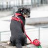 Szelki dla psa Comfort Walk PRO 3.0 XL    Classic Red DOG COPENHAGEN