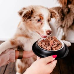 Karma mokra Indyk z cukinią –             monobiałkowa formuła psy dorosłe 850 g PERRO