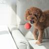 Zupa pomidorowa zabawka węchowa Tomato    Soup PUPS&BUBS
