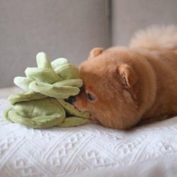 Kapusta zabawka węchowa Snuffle Cabbage   PUPS&BUBS