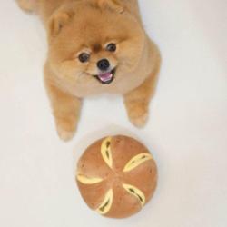 Serowa bułeczka zabawka węchowa Cheesy    Bread PUPS&BUBS