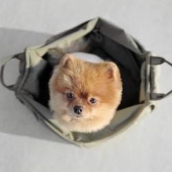 Torba - Legowisko zielone Olla Fern       LAMBWOLF