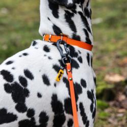 Linka treningowa żółta 2cm 5m DINGO