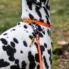 Linka treningowa żółta 2cm 5m DINGO