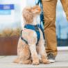 Szelki dla psa Comfort Walk PRO 3.0       rozm.XL Lemon COPENHAGEN