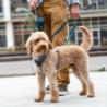 Szelki dla psa Comfort Walk AIR 3.0       rozm.XL Desert Dune DOG COPENHAGEN