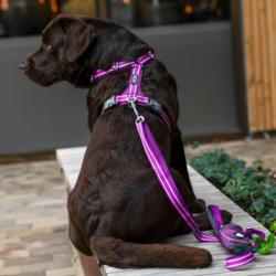 Szelki dla psa Comfort Walk AIR 3.0       rozm.XL Desert Dune DOG COPENHAGEN