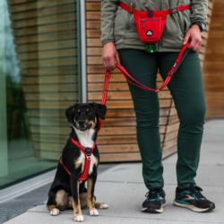 Smycz dla psa Urban Freestyle rozm.S      115-200cm Lemon DOG COPENHAGEN