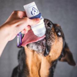 Doggyroller z karabińczykiem granatowy    - podajnik do półpłynnych smakołyków dla psa SMOOTHIEDOG
