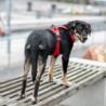 Szelki dla psa Comfort Walk PRO 3.0 XS    Classic Red DOG COPENHAGEN