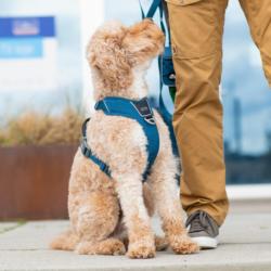 Szelki dla psa Comfort Walk PRO 3.0 XS    Classic Red DOG COPENHAGEN