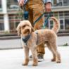 Szelki dla psa Comfort Walk AIR 3.0       rozm. S LEMON DOG COPENHAGEN