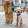 Szelki dla psa Comfort Walk Air 3.0       rozm. L Lemon DOG COPENHAGEN