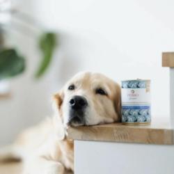 Karma mokra Konina z korzeniem            pietruszki – monobiałkowa formuła psy dorosłe 800 g PERRO