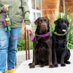 Obroża dla psa Urban Explorer L/XL 50 -   66cm Purple Passion DOG COPENHAGEN