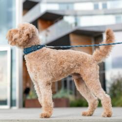 Obroża dla psa Urban Explorer rozm.M 42   - 50cm Lemon DOG COPENHAGEN