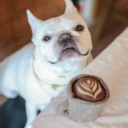 Kawa latte zabawka węchowa dla psa         LAMBWOLF