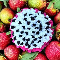 Mata węchowa Dragon Fruit 50cm