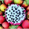 Mata węchowa Dragon Fruit 50cm